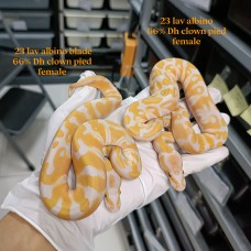 23 Lav albino 66% het clown pied female 8000 / lav blade sold