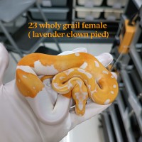 23 wholy grail (blade) female (lav clown pied) 158000