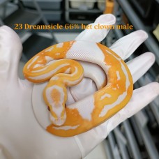 23 Dreamsicle (blade) 66% het clown male 16800