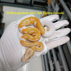 23 Dreamsicle 66% het clown female 19000