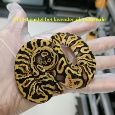 23 GHI pastel het lavender PH pied male 1500