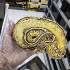 Adult Bongo butter pastel yellowbelly male $4500 hold