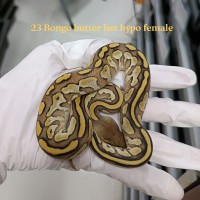 23 Bongo butter het hypo female 3500
