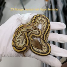 23 Bongo butter het hypo female 3500
