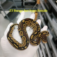23 bongo het Hypo female 2500