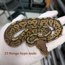 23 bongo hypo male 2900