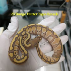 23 bongo butter hypo female 5900