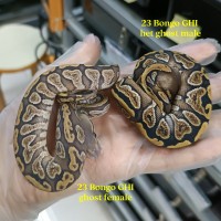 23 GHI bongo het ghost male 2900 GHI bongo ghost female 5900
