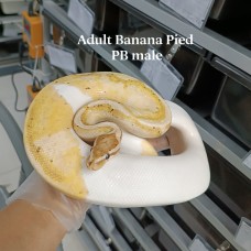 ADULT Banana Pied PB male 3900