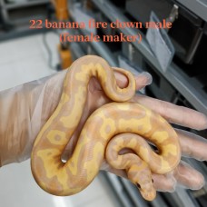 22 Banana fire clown male (female maker) 8200