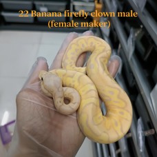 22 Banana firefly clown male (female maker) 8200
