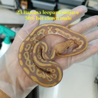 23 Banana Leopard Mojave 50% het clown male 2600