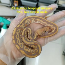 23 Banana Leopard Mojave 50% het clown male 2600