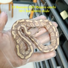 23 banana GHI mojave enchi 50% het clown male 3900