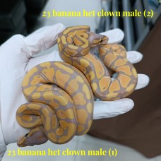 23 Banana het clown 2.0 1200 each 左OUT餘右