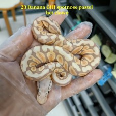 23 banana ghi spotnose pastel het clown male 3300