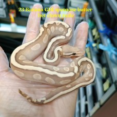 23 banana ghi spotnose butter het clown male 3500