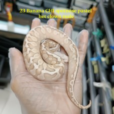 23 banana ghi spotnose butter pastel het clown male 3600