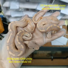 23 banana GHI cinnamon het clown male 3300 餘右