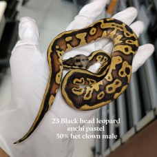 23 black head leopard enchi pastel 50% het clown male 4300