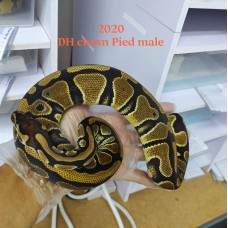 Adult DBH Clown Pied 1.0 male HK$2500 