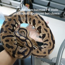 Adult leopard spotnose het clown male PB $7000