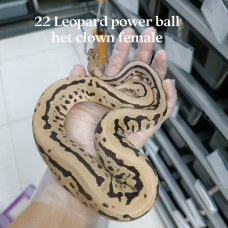 22 leopard power ball het clown female 9500