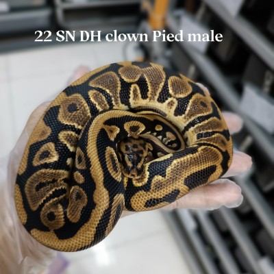22 Spotnose DH clown pied Male $2200