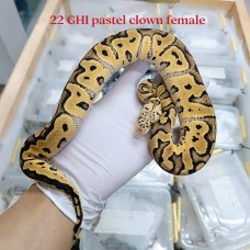 22 GHI pastel clown female 9900 HOLD
