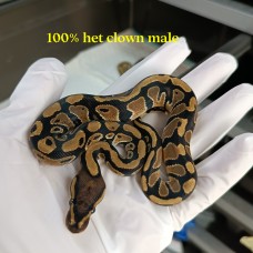 23 100% het clown male 300