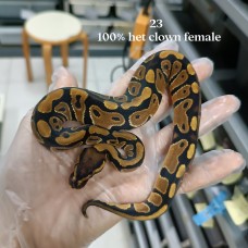23 100% het clown female 800