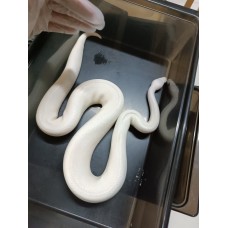 abult pB super fire male 剛配完,可即用 3700