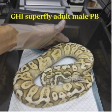 GHI Superfly PB Adult male $4800 less 30% 3360