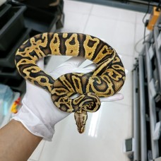 22 GHI leo pastel het clown 1.0 2700