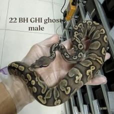 22 BH GHI ghost male 6000