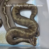 Adult PB Super GHI pewter male $4900