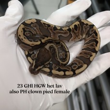 23 GHI HGW het lav also ph clown pied female 3000