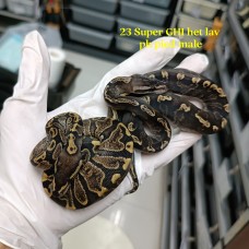 23 Super GHI het Lavender ph pied male 3800