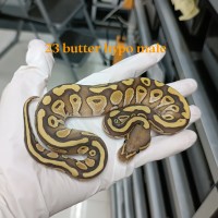 23 Butter hypo male 1000