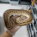 22 leopard HGW mojave het pied 0.1 $4200