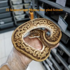 22 leopard HGW mojave het pied 0.1 $4200