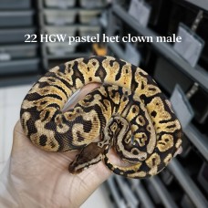 22 Hidden gene woma pastel  het clown 1.0 $1600