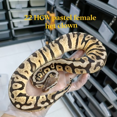 22 Hidden gene woma pastel  het clown 0.1 2600