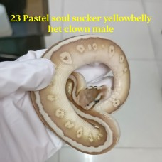 23 pastel soul sucker yb het clown male 2200