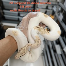 Adult Leo YB Disco inferno PH Pied Male HK$4500 強剛配完