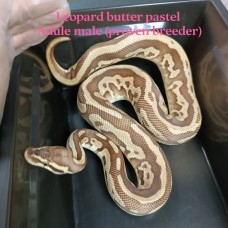 Leopard butter pastel adult male PB 2500 