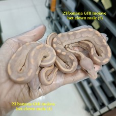 23 banana GHI mojave het clown male 2.0 3300 each