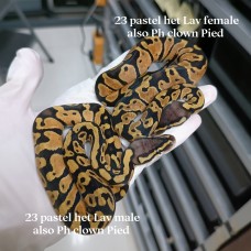 23 pastel het lavender also ph clown pied male 600,（female sold out)