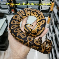 22 leopard yellowbelly het pied male 1300