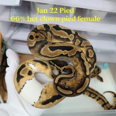Pair 4900 22 pas OD DH clown Pied M Jan 22 pied 66 het clown F
